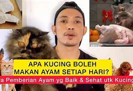 Apakah Makan Ayam Setiap Hari Bikin Gemuk